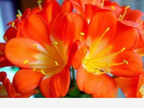 君子蘭該怎麼養護才能開花？-陽臺花園菜園的回答