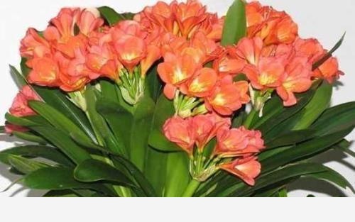君子蘭該怎麼養護才能開花？-陽臺花園菜園的回答