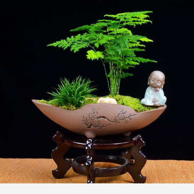 怎麼養好君子蘭和文竹？-自在微景世界的回答