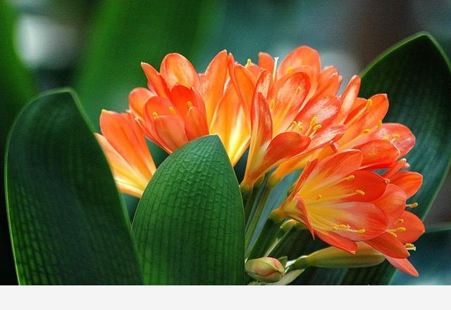 君子蘭該怎麼養護才能開花？-養花匠小齊的回答