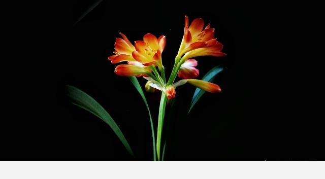 君子蘭該怎麼養護才能開花？-養花匠小齊的回答