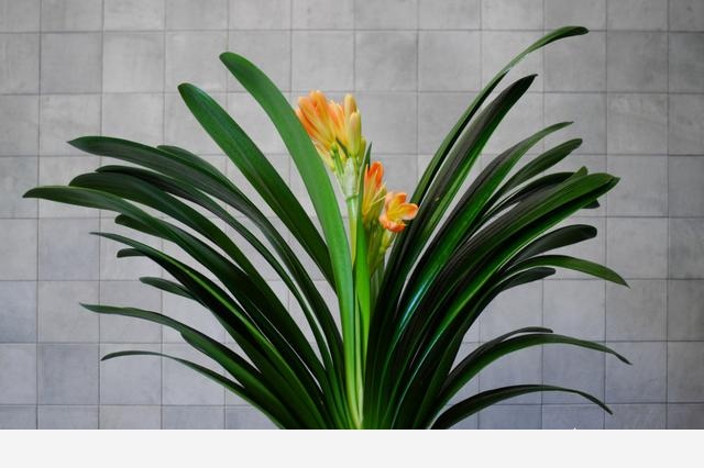 君子蘭該怎麼養護才能開花？-養花匠小齊的回答