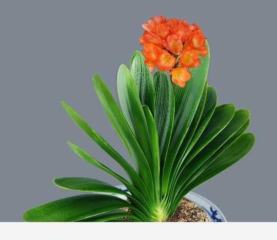 君子蘭該怎麼養護才能開花？-自在微景世界的回答