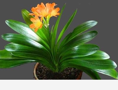 君子蘭該怎麼養護才能開花？-自在微景世界的回答