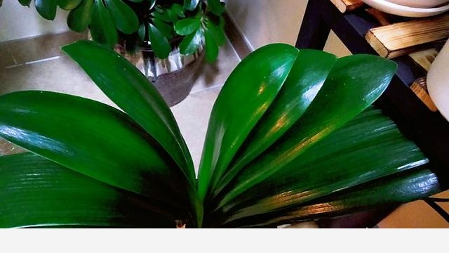 君子蘭該怎麼養護才能開花？-花房姑娘成成的回答