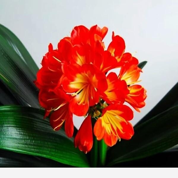 君子蘭該怎麼養護才能開花？-花房姑娘成成的回答