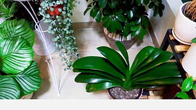 君子蘭該怎麼養護才能開花？-花房姑娘成成的回答