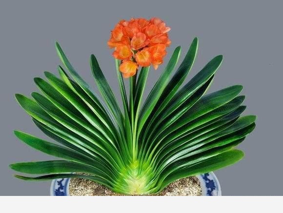 君子蘭該怎麼養護才能開花？-葉虹時光微生物菌劑的回答