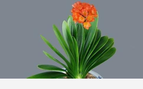 君子蘭該怎麼養護才能開花？-葉虹時光微生物菌劑的回答