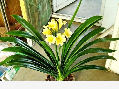 君子蘭該怎麼養護才能開花？-葉虹時光微生物菌劑的回答