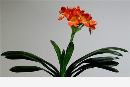 君子蘭該怎麼養護才能開花？-果農小齊哥的回答