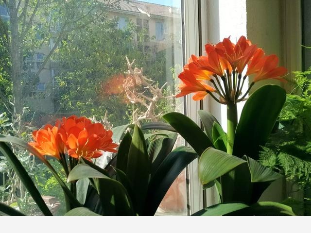 君子蘭該怎麼養護才能開花？-山中之蘭的回答