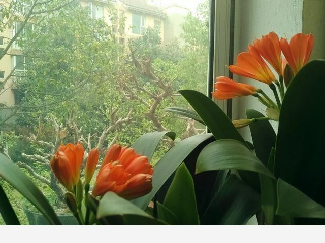 君子蘭該怎麼養護才能開花？-山中之蘭的回答