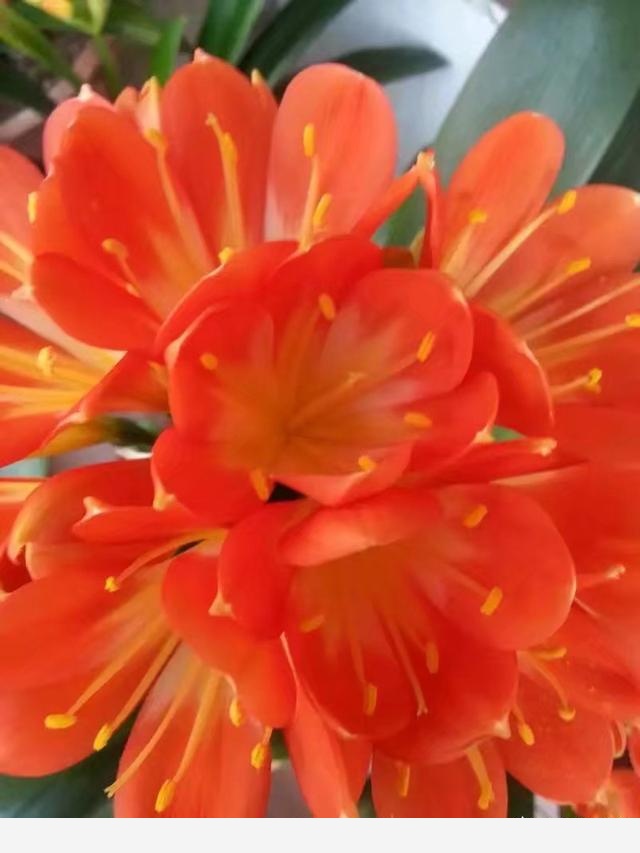君子蘭該怎麼養護才能開花？-百花雜壇的回答