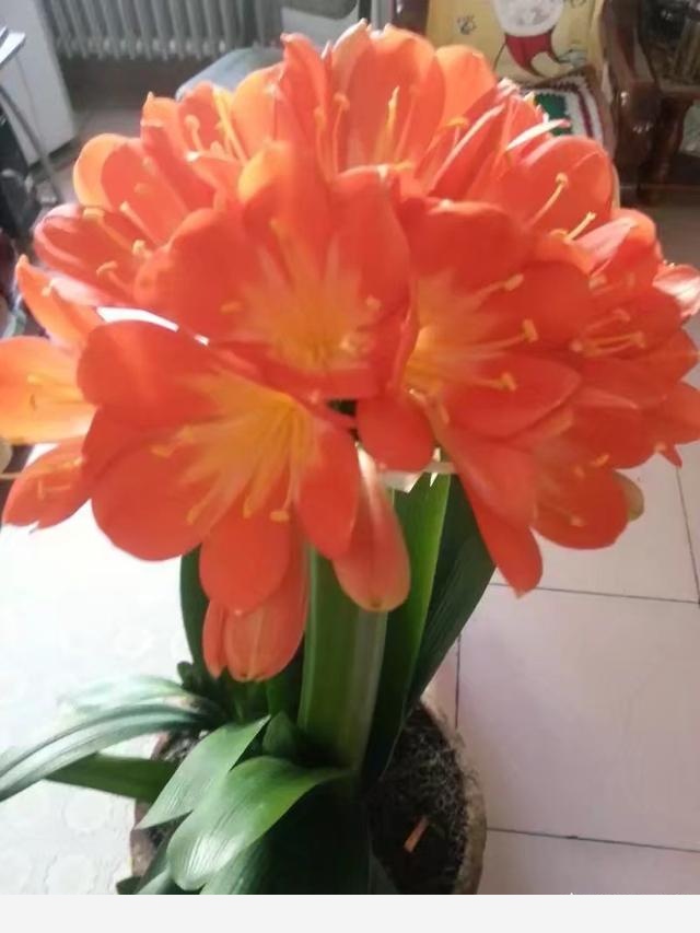 君子蘭該怎麼養護才能開花？-百花雜壇的回答