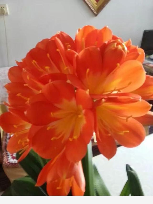 君子蘭該怎麼養護才能開花？-百花雜壇的回答