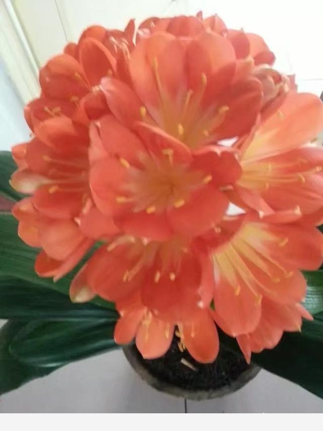 君子蘭該怎麼養護才能開花？-百花雜壇的回答