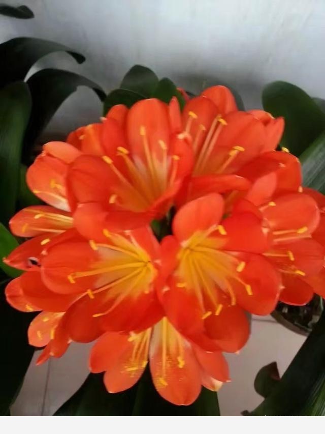 君子蘭該怎麼養護才能開花？-百花雜壇的回答