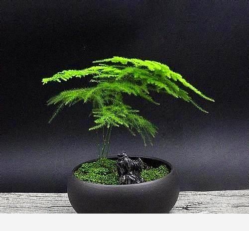 怎麼養好君子蘭和文竹？-養花種草汪汪汪大汪的回答