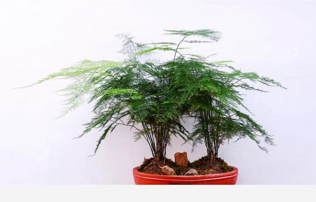 怎麼養好君子蘭和文竹？-花卉妹妹的回答
