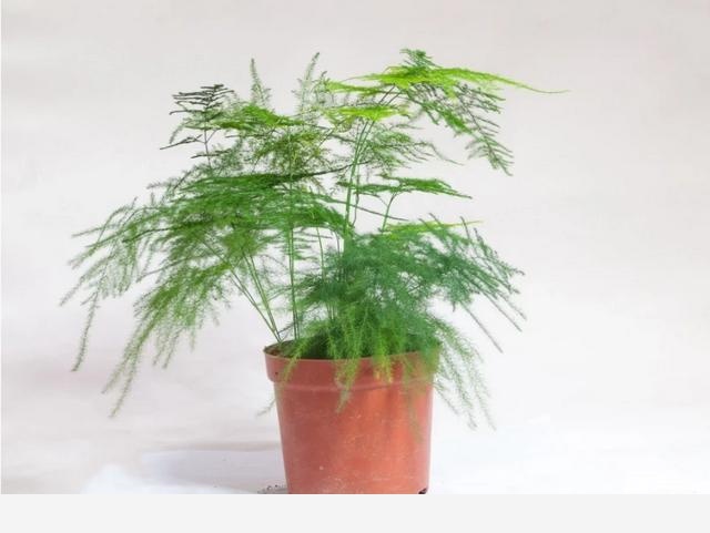 怎麼養好君子蘭和文竹？-花卉妹妹的回答