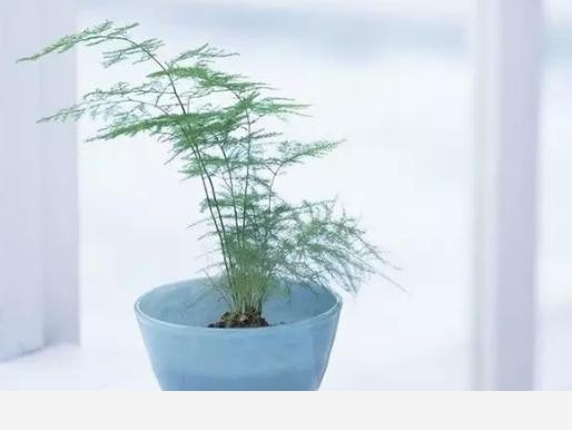 怎麼養好君子蘭和文竹？-養花大全的回答