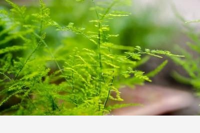 怎麼養好君子蘭和文竹？-懂花帝的回答