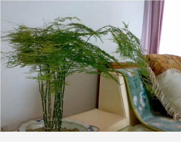 怎麼養好君子蘭和文竹？-科學種植小能手的回答