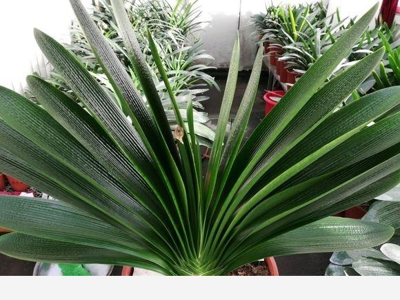 怎樣養君子蘭才能不爛根且能養的越來越好？-葉虹時光微生物菌劑的回答