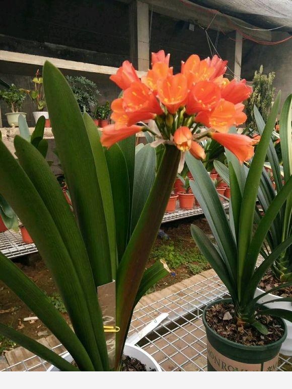 怎樣養君子蘭才能不爛根且能養的越來越好？-葉虹時光微生物菌劑的回答