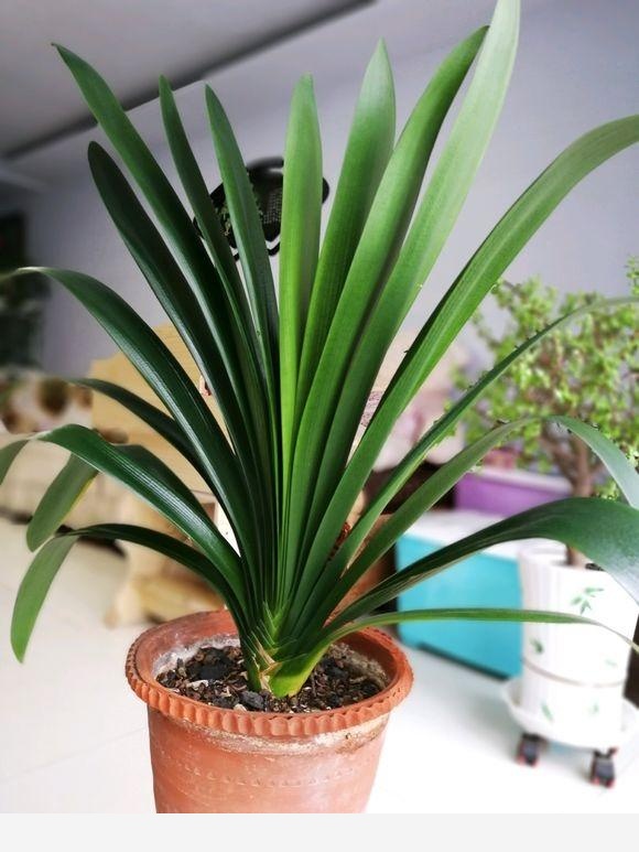 怎樣養君子蘭才能不爛根且能養的越來越好？-葉虹時光微生物菌劑的回答