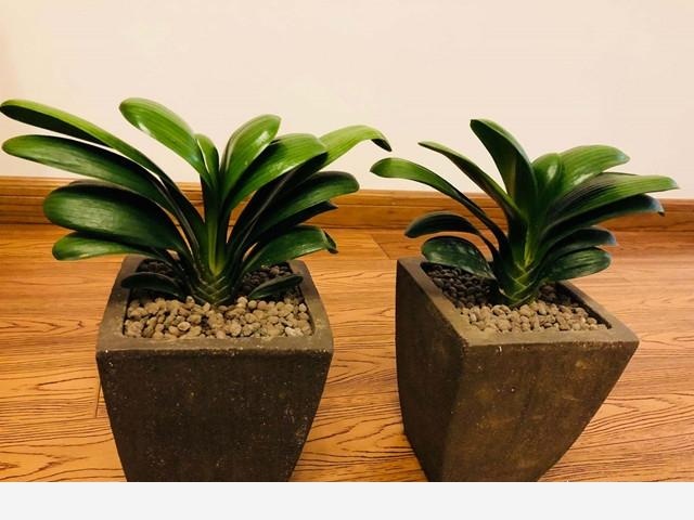 怎樣養君子蘭才能不爛根且能養的越來越好？-花痴的回答