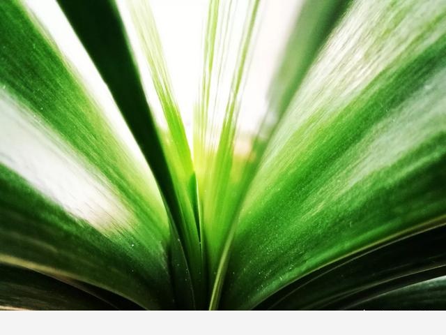 君子蘭怎麼能養的油光閃亮？-韶華拾影的回答