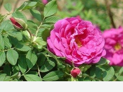 月季和玫瑰是一種植物嗎？日常養護上各有何不同？-書香庭院的玉痕的回答
