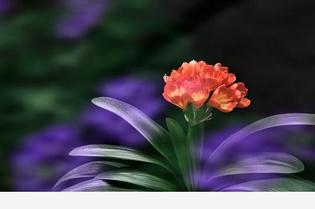 有誰能告訴我，君子蘭怎麼養？-我是蕭彤吖的回答