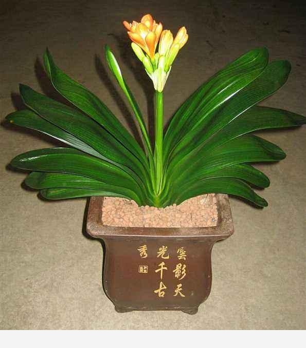 有誰能告訴我，君子蘭怎麼養？-我是蕭彤吖的回答