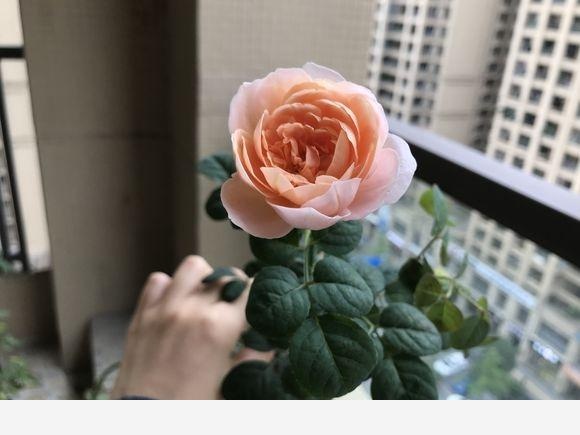 玫瑰花能放室內嗎？-書香庭院的玉痕的回答