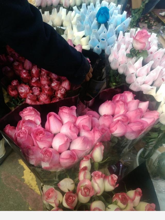 玫瑰花能放室內嗎？-行走在雲端之上的回答