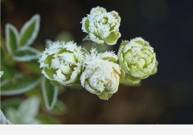 玫瑰花能放室內嗎？-rrsq555的回答