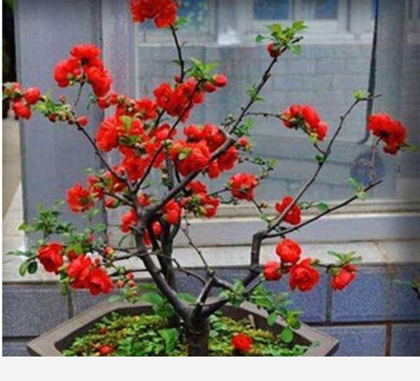 盆栽養花，怎樣才能養得更好？-鄂東三農的回答