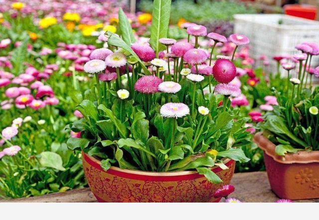 盆栽養花，怎樣才能養得更好？-鄂東三農的回答