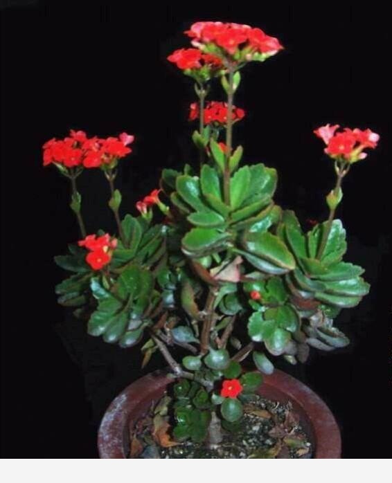 盆栽養花，怎樣才能養得更好？-鄂東三農的回答