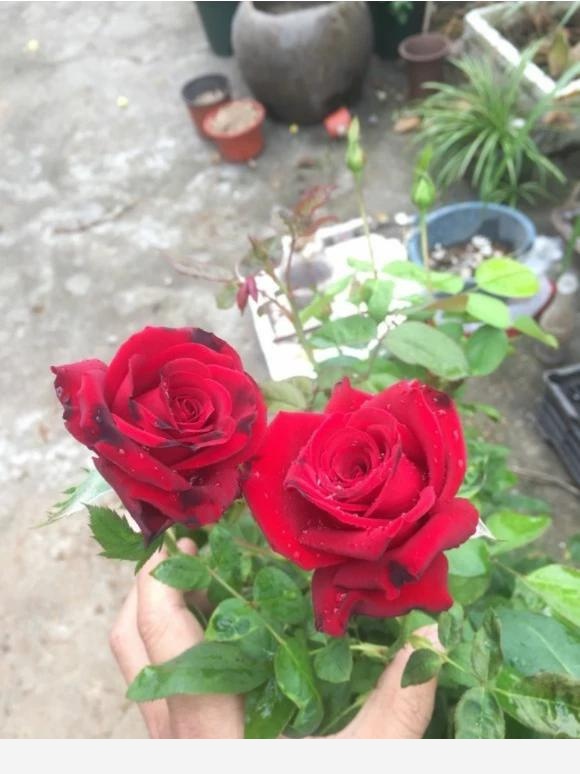 怎樣養花才能花開滿枝頭？-家居這點事的回答