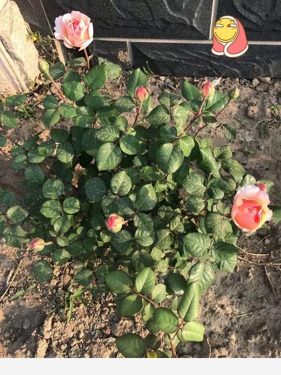 怎樣養花才能花開滿枝頭？-家居這點事的回答