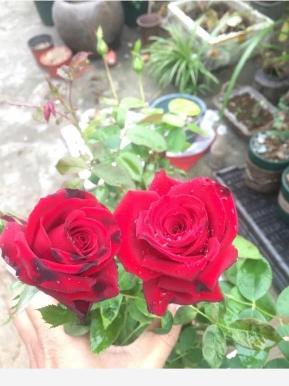 怎樣養花才能花開滿枝頭？-家居這點事的回答
