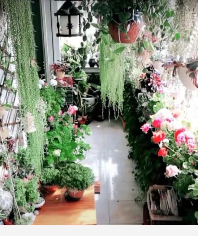 可不可以給我普及一個養花小知識？-閉花落雨的回答