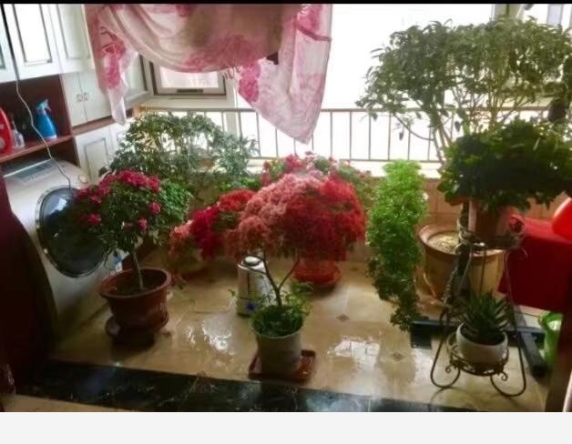 可不可以給我普及一個養花小知識？-閉花落雨的回答