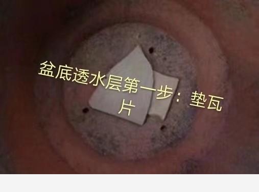 可不可以給我普及一個養花小知識？-閉花落雨的回答