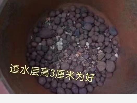 可不可以給我普及一個養花小知識？-閉花落雨的回答