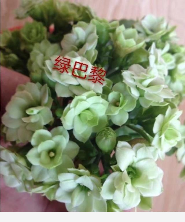 可不可以給我普及一個養花小知識？-閉花落雨的回答